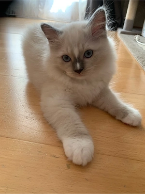 3 bezaubernde Ragdoll-Birma Kätzchen, 10 Wochen alt,  suchen liebevolles Zuhause