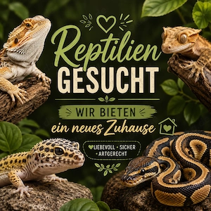  Reptilien gesucht   wir bieten ein neues Zuhause 