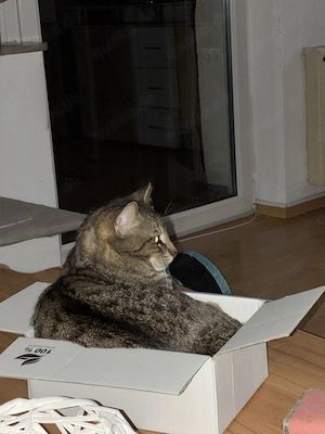 Suche KatzenBaby Kitten Kater