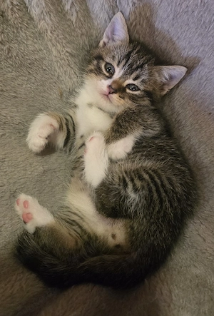 BKH-Mix-Kitten  Bild 5