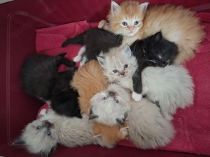 Maine Coon Ragdoll Mix Kitten, Babykatzen, Katzenbabys, cats, Kätzchen