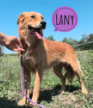 Lani, bildhübsche, menschenbezogene und junge Hündin, Shar-Pei Retriever Mix