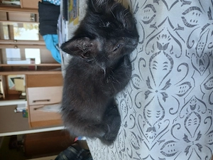  Süße 12 Wochen alte Kurzhaar-Katze sucht liebevolles Zuhause 