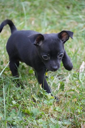 Pinscher Mix welpe
