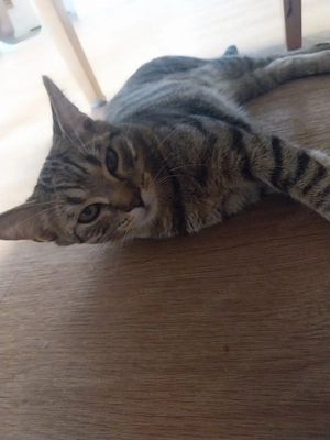 2 süße Katzenjungs 6 Monate alt