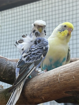 Wellensittich Pärchen