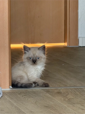    Wunderschöner BKH-Siam-Mix-Katerchen sucht liebevolles Zuhause   