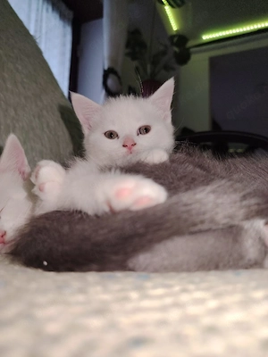Süße Katze sucht ein neues Zuhause! 