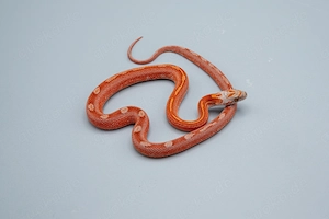 0.1 Hypo Blood Motley Pied Kornnatter