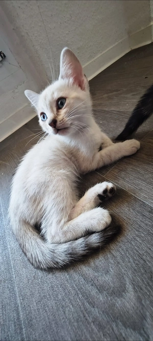 5 süße Bengal x Britisch Kurzhaar Kitten suchen ihr Für-immer-Zuhause (: