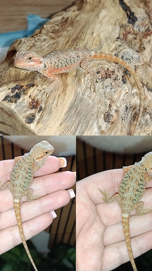 Wunderschönes Bartagamen Mädchen Rot Orange super schön sucht ein liebevolles zu Hause 