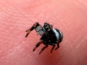 springspinne phiddipus regius Nord florida 