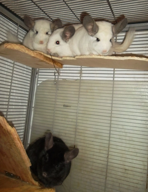 5 Chinchillas  zu verkaufen Bild 5