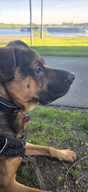 Schäferhund Mix 
