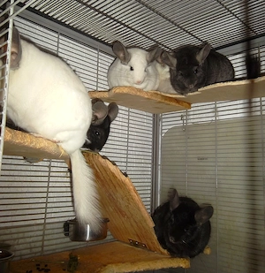 5 Chinchillas  zu verkaufen Bild 6