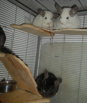5 Chinchillas  zu verkaufen Bild 4