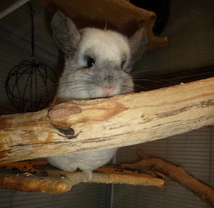 5 Chinchillas  zu verkaufen Bild 7