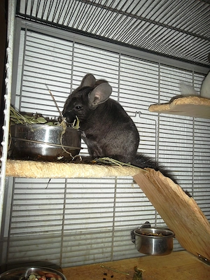 5 Chinchillas  zu verkaufen Bild 8