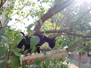 junge Katzen
