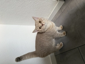 Reinrassige BKH Katze