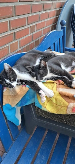 Kleine Kater abzugeben 