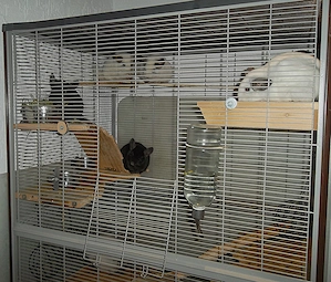 5 Chinchillas  zu verkaufen Bild 9
