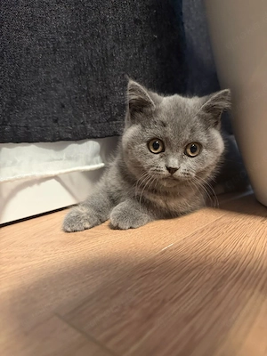 BKH katze 