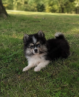 Bildhübsche Pomsky's