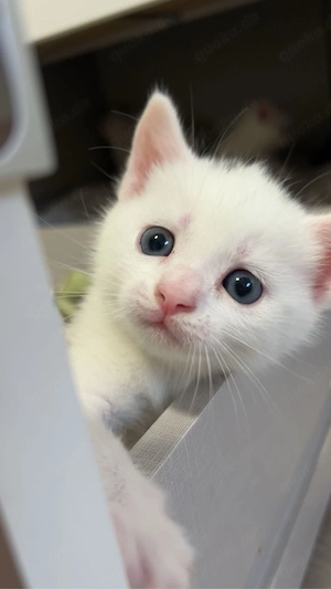 Süße Katzen suchen ein liebevolles Zuhause