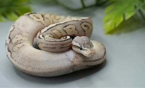 0.1 Orbit Sandblast Pewter 100% het. Clown pos. het. Piebald ENZ 2026