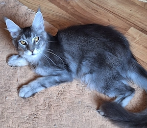 Maine Coon Mädchen Bild 2