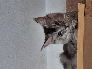 Maine Coon Mädchen Bild 5