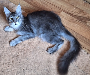 Maine Coon Mädchen Bild 3
