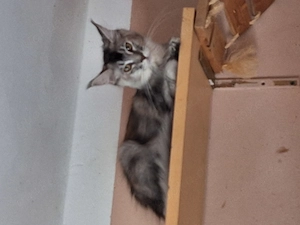 Maine Coon Mädchen Bild 4