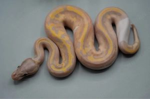 1.0 Banana Piebald Nr.3 ENZ 2026