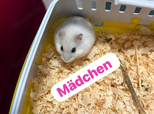 zwerghamster-Babys suchen ihr neues zuhause 