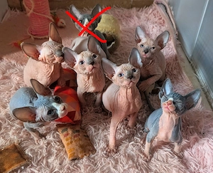 Canadian Sphynx Kitten 