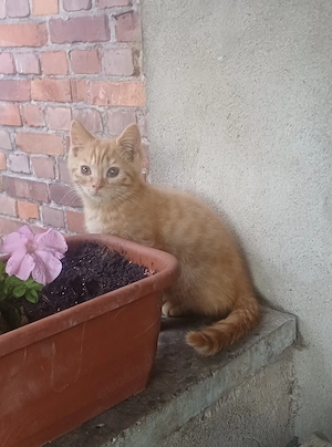 Kleiner BKH-kater in Rot 3 Mon. alt