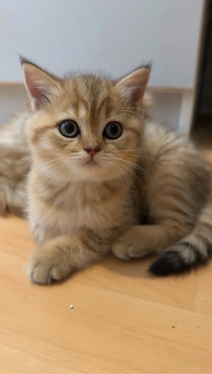 BKH golden mackerel -tabby sucht ein neues Haus ab 12 wochen