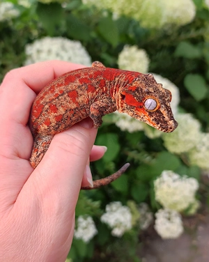 1.0 Rhacodactylus auriculatus (Höckerkopfgecko) 