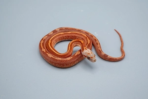 1.0 Hypo Blood Motley Pied Kornnatter