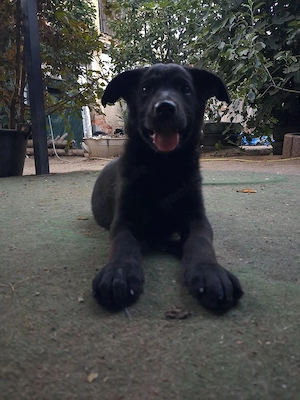 Nur noch ein Schäferhund Mädel sucht liebevolle Besitzer