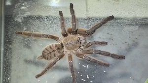 Vogelspinne mit terrarium Aspinochilus (ex. Phormingochilus) rufus