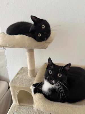 Europäische Kurzhaarkater suchen Zuhause 