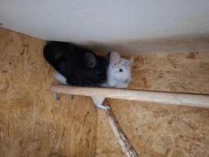 Böckchengruppe Jungtiere schwarz weiss