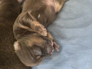 Reinrassige Chihuahua Welpen  Bild 4