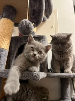 BKH kitten katze