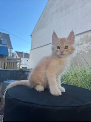 Wunderschöne Maine Coon Mix Kitten
