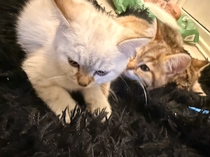 unsere kitten sind am 26.5.26 geboren 