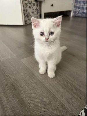 Britisch Kurzhaar Baby Katze